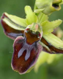 Société française d'orchidophilie. Sfo Poitou-Charentes et Vendée. Orchidées. Lusus. Labellisation des pétales. Ophrys aranifera