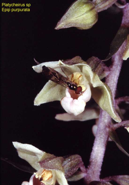 Société Française d' Orchidophilie de Poitou-Charentes et Vendée. Orchidées indigènes. Pollinisateurs. Epipactis purpurata visité par Platycheirus sp.