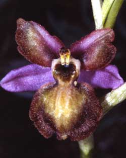 Société française d'orchidophilie. Sfo Poitou-Charentes et Vendée. Orchidées. Lusus. Labellisation des pétales. Ophrys aveyronensis