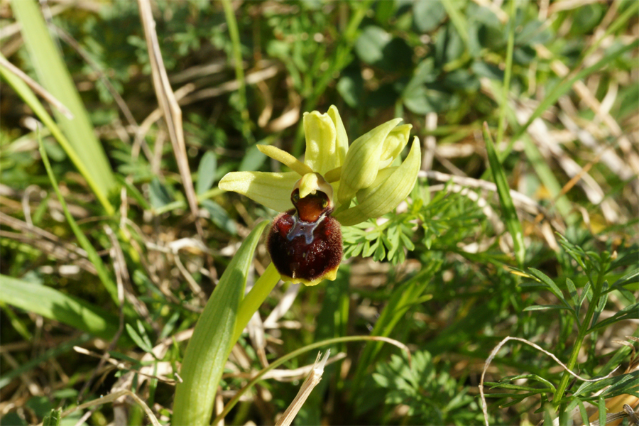 Ophrys suboccidentalis 