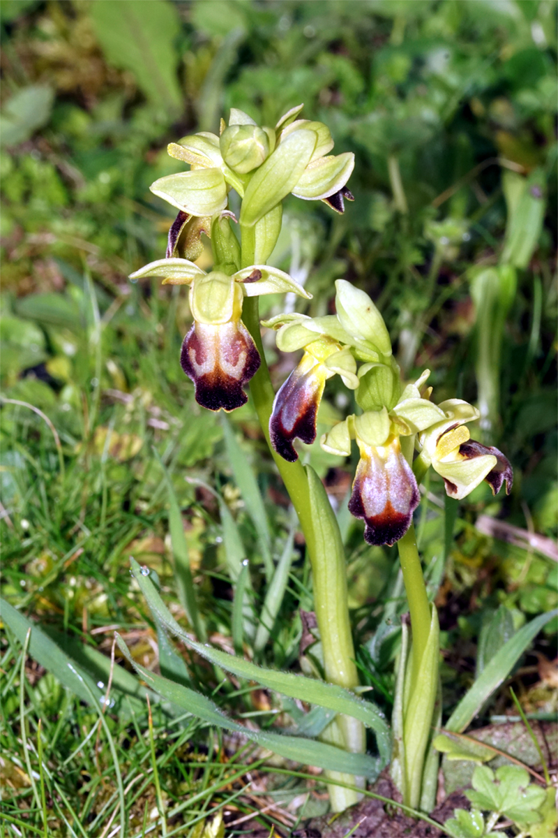 Ophrys lupercalis - (Ophrys forestieri)