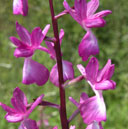 Hybrides des Orchidées indigènes de Poitou-Charentes et Vendée. Espèce parentale : Anacamptis laxiflora