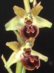 Orchidées de Poitou-Charentes et Vendée. SFO de Poitou-Charentes et Vendée. Ophrys argensonensis est une petite orchidée indigène à floraison tardive reconnaissable par ailleurs au pont reliant les pseudo-yeux.
