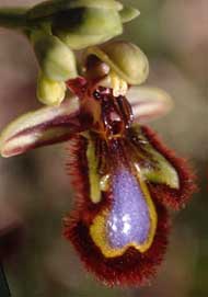 Orchidées de Poitou-Charentes et Vendée. SFO de Poitou-Charentes et Vendée. Ophrys speculum. Cette Orchidée indigène typiquement méditerranéenne n'apparaît sur nos coteaux que de façon sporadique. mais quelle beauté dans son imitation avec les insectes !