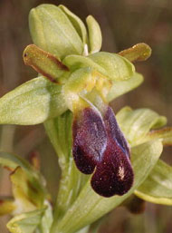 Orchidées de Poitou-Charentes et Vendée. SFO de Poitou-Charentes et Vendée. Ophrys sulcata est une Orchidée indigène à tendance plutôt méditerranéenne. Sa présence sur nos coteaux témoigne de conditions climatiques exceptionnelles.