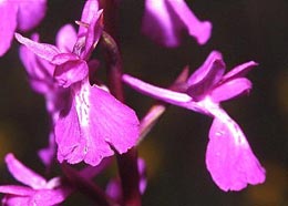 SFO de Poitou-Charentes et Vendée. Hybrides des Orchidées indigènes de Poitou-Charentes et Vendée. Hybride : Anacamptis palustris x Anacamptis laxiflora.