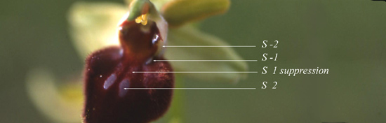 SFO Société Française d'Orchidophilie de Poitou-Charentes et Vendée. En savoir plus. La macule des Ophrys.