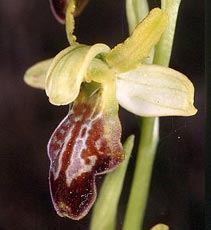 SFO de Poitou-Charentes et Vendée. Hybrides des Orchidées indigènes de Poitou-Charentes et Vendée. Hybride : Ophrys araneola x Ophrys lupercalis. 