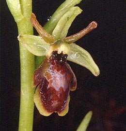 SFO de Poitou-Charentes et Vendée. Hybrides des Orchidées indigènes de Poitou-Charentes et Vendée. Hybride : Ophrys araneola x Ophrys insectifera 