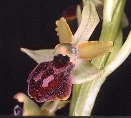 SFO de Poitou-Charentes et Vendée. Hybrides des Orchidées indigènes de Poitou-Charentes et Vendée. Hybride : Ophrys araneola x Ophrys passionis.