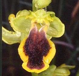 SFO de Poitou-Charentes et Vendée. Hybrides des Orchidées indigènes de Poitou-Charentes et Vendée. Hybride : Ophrys lutea x Ophrys sulcata
