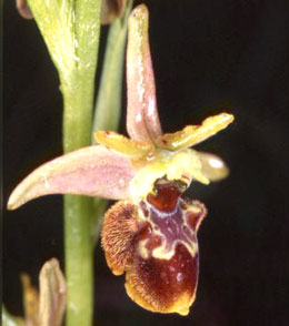 SFO de Poitou-Charentes et Vendée. Hybrides des Orchidées indigènes de Poitou-Charentes et Vendée. Hybride : Ophrys apifera x Ophrys aranifera