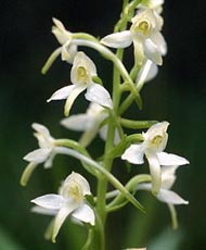 SFO de Poitou-Charentes et Vendée. Hybrides des Orchidées indigènes de Poitou-Charentes et Vendée. Hybride : Platanthera bifolia x Platanthera chlorantha.