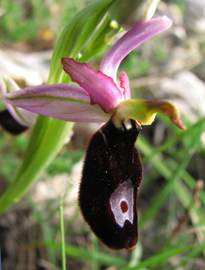 Ophrys saratoi Ophrys de Sarato orchidées des Alpes maritimes Col de Vence Nice SFO PCV