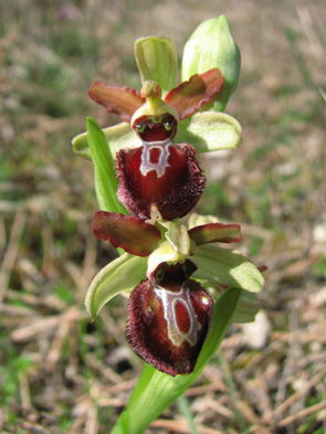Ophrys marzuola variations Pétales rouge brun Orchidées indigènes SFOPCV