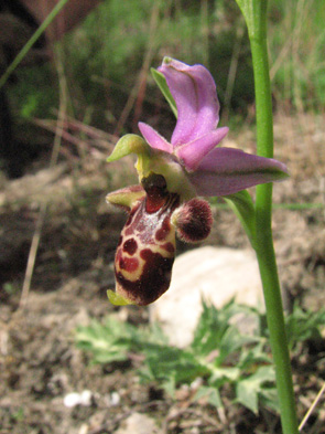 Ophrys vetula Ophrys vieux Orchidées indigènes des Alpes maritimes SFO PCV