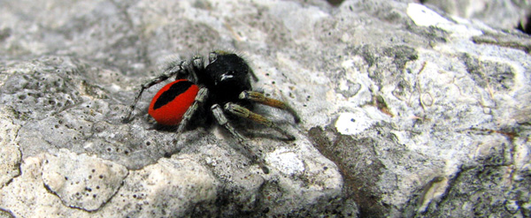 ARACHNIDES Une Araignée sauteuse Philaeus chrysops Photos Nature SFO PCV Jean-Pierre Ring