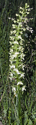 Insolite Platanthera chlorantha Taille hors norme Orchidées indigènes SFO PCV