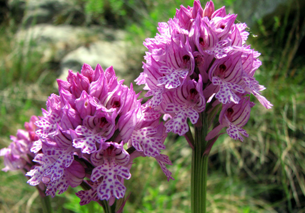 Orchis tridentata Orchidées hors région PCV Orchidées du Bassin méditerranéen Photos SFO PCV