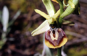 Les Orchidées de Grèce - Le Péloponnèse - Page 6 : Ophrys aesculapii. Photo SFO-PCV 8
