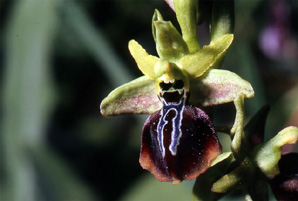 Les Orchidées de Grèce - Le Péloponnèse - Page 6 : Ophrys aesculapii. Photo SFO-PCV 10