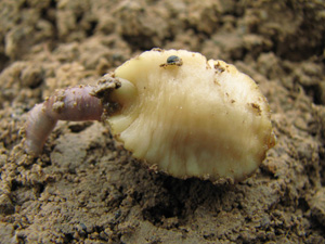 La Testacelle blanche Limace carnivore, se nourrissant de vers de terre. MOLLUSQUES GASTEROPODES photo JP Ring SFO Poitou-Charentes et Vendée. (5)
