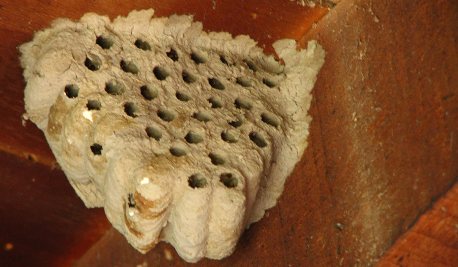 Photo de nid de guêpe maçonne Sceliphron caementarium photo Jean-Pierre Ring