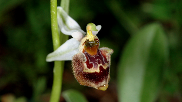 Les Orchidées de Grèce - île de Rhodes. (14) Ophrys heterochila. Photo SFO PCV Jacques Potiron.