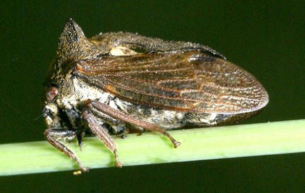 Une Cicadelle Membracide, Centrotus cornutus, Demi-Diable, Insecte hémiptère Photos Nature SFO PCV - Société Française d'Orchidophilie de Poitou-Charentes et Vendée