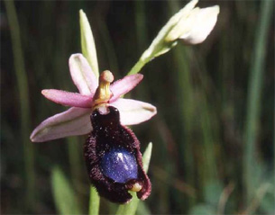 HORS REGION - ITALIE - Les Orchidées de Sicile (5) Ophrys bertolonii. Photo SFO PCV.