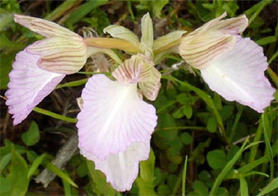 HORS REGION - ITALIE - Les Orchidées de Sicile (5) Orchis papilionacea. Photo SFO PCV.