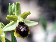Orchidées de Toscane. Environs de Florence. Ophrys virescens. 2. SFO PCV - Société Française d'Orchidophilie de Poitou-Charentes et Vendée