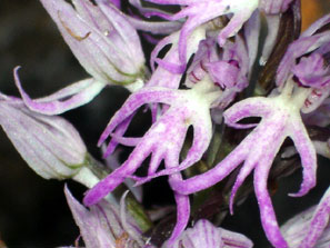 Orchidées de Toscane. Environs de Florence. Ophrys italica. SFO PCV - Société Française d'Orchidophilie de Poitou-Charentes et Vendée