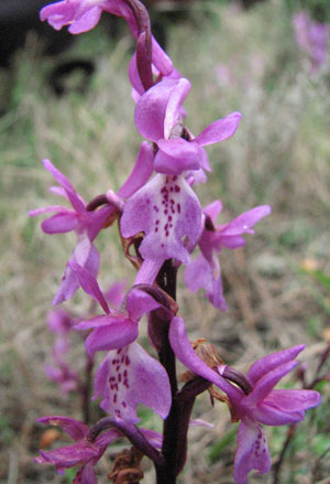 Orchis olbiensis. Orchidées de Provence. Bouches du Rhône. SFO PCV Société Française d'Orchidophilie de Poitou-Charentes et Vendée. 
