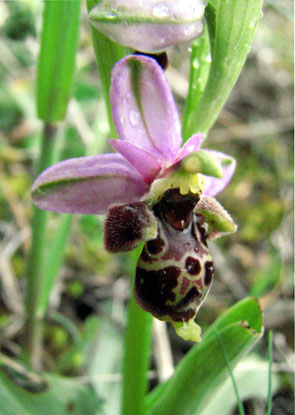 Ophrys scolopax sous la pluie. Orchidées de Provence. Bouches du Rhône. SFO PCV Société Française d'Orchidophilie de Poitou-Charentes et Vendée. 