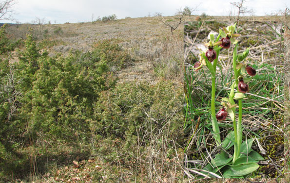 Hors région PCV Ophrys exaltata subsp. marzuola Lande à Genévriers. Lauzerte. SFO Poitou-Charentes (Vienne, Deux-Sèvres, Charente, Charente-Maritime) et Vendée. 