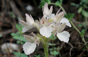 Les Orchidées de Grèce - île de Rhodes. (28) Ophrys papilionacea var. heroica. Photo SFO PCV Jacques Potiron.