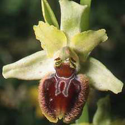 Variations. Ophrys argensonensis. Fleuron 3. SFO PCV Société Française d'Orchidophilie de Poitou-Charentes et Vendée 