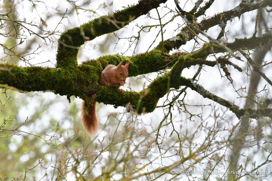 Ecureuil roux dans son arbre
