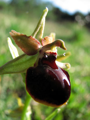 Hybride Ophrys pseudoscolopax x Ophrys passionis. SFO PCV Société Française d'Orchidophilie de Poitou-Charentes et Vendée. Compte-rendu d'activités. Voyage d'étude dans les Bouches du Rhône