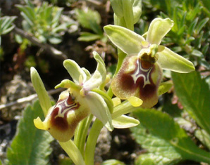 HORS REGION - ITALIE - Les Orchidées de Sicile (3) (Ophrys sabulosa et Ophrys biancae) Ophrys biancae. SFO PCV.
