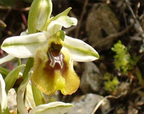 HORS REGION - ITALIE - Les Orchidées de Sicile (3) (Ophrys sabulosa et Ophrys biancae) Ophrys biancae. SFO PCV.