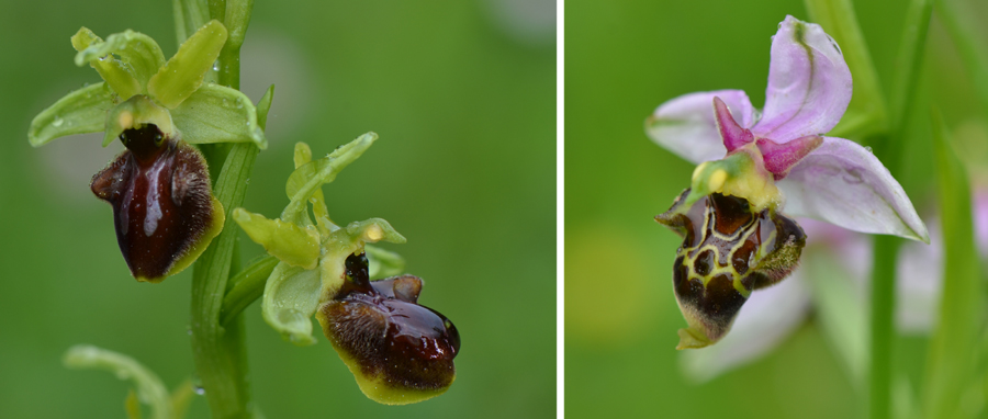 Parents Ophrys aranifera et Ophrys scolopax des hybrides