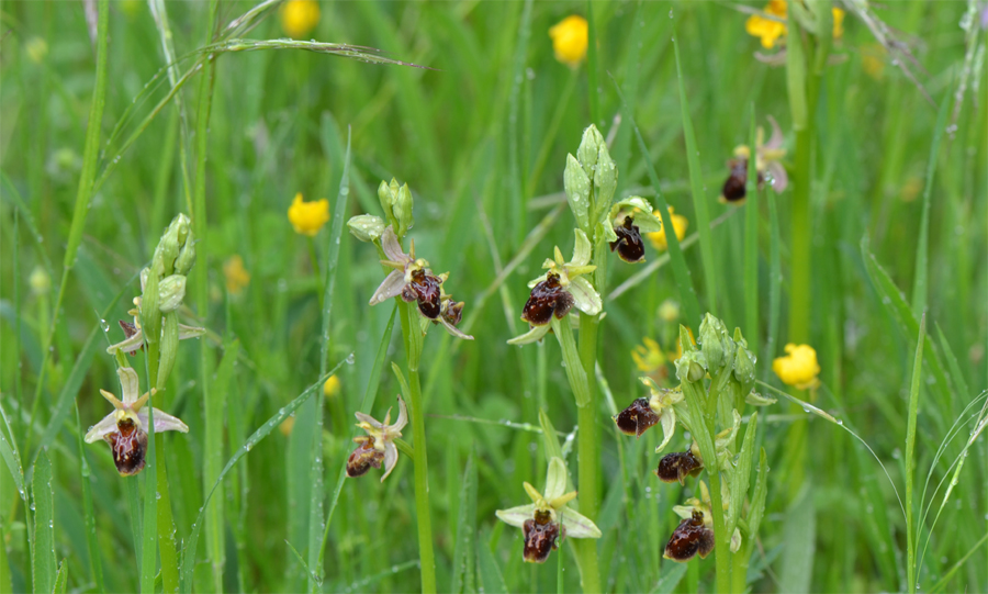 Population mélangée d'Ophrys aranifera d'Ophrys scolopax et de leurs hybrides