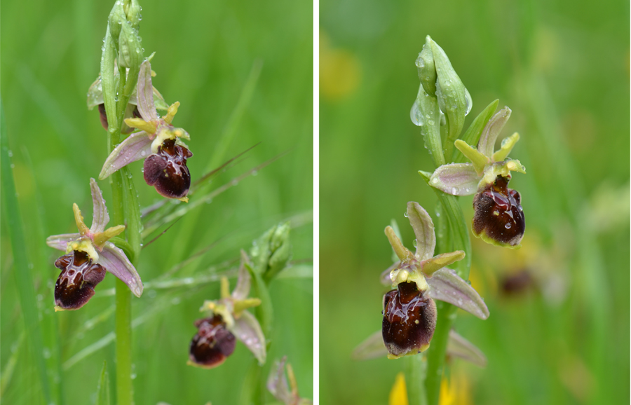 Hybrides O. x nouletii entre Ophrys aranifera et Ophrys scolopax