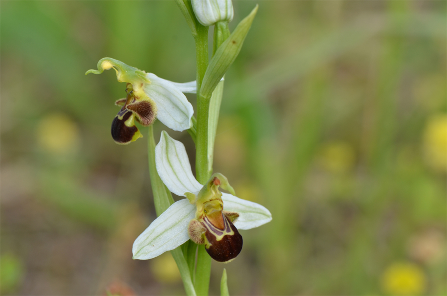Ophrys apifera à périanthe blanc