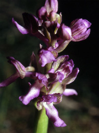 Les Orchidées de Grèce continentale - L'Epire - Page 1 Orchis albanica. SFO Poitou-Charentes et Vendée. photo 5 