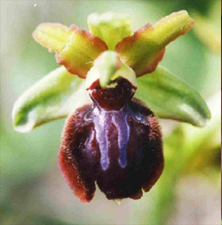 MICROSITES A ORCHIDEES - Le Coteau de Chez Bougneau - Inventaires naturalistes. Ophrys passionis.