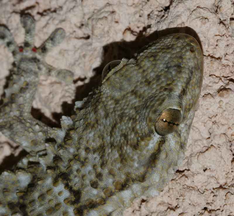 Le Gecko de Mauritanie Tarentola mauritanica