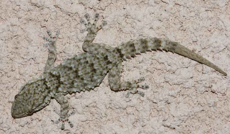 REPTILES LACERTILIENS - La Tarente ou Gecko de Mauritanie (Tarentola mauritanica)